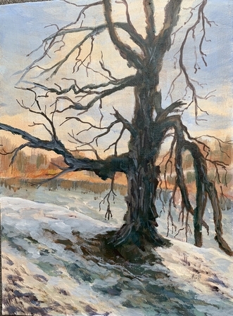 The Old Willow