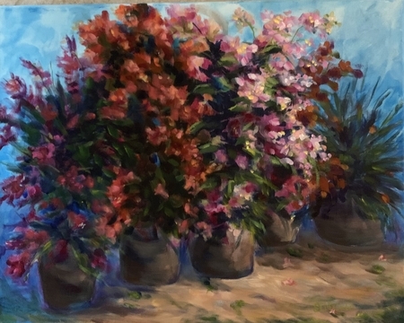 Bougainvillea Beauty