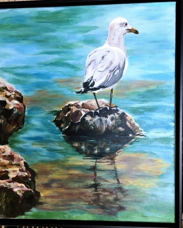 Toronto Island Seagull